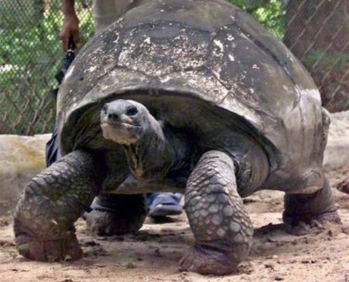 Старейшая черепаха на Земле (4 фото)