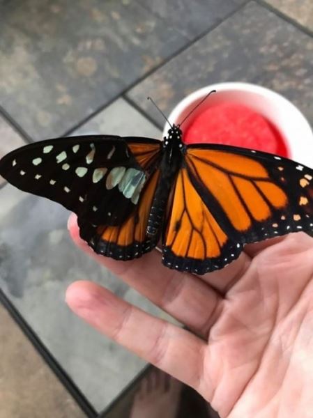 Красота, возвращенная бабочке (9 фото)