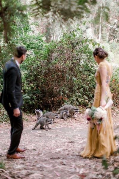 Банда очаровательных енотов ворвалась в свадебную фотосессию пары (6 фото)